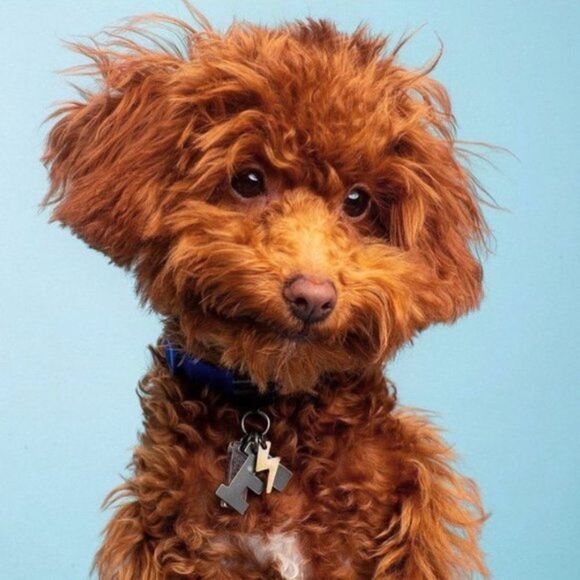 𝅺BRKLZ Set of 3 Pendent Z/L/Swarovski Crystal - Picture 11 of 12